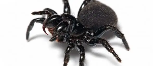 La aracnofobia engaña