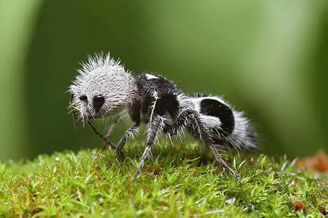 raros
