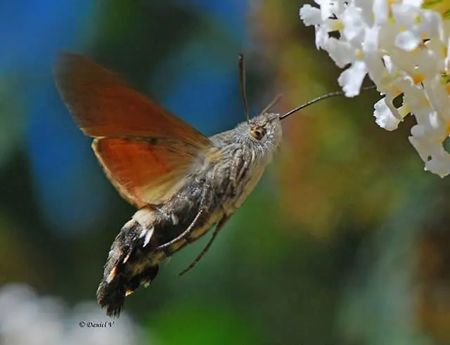 acuaticos