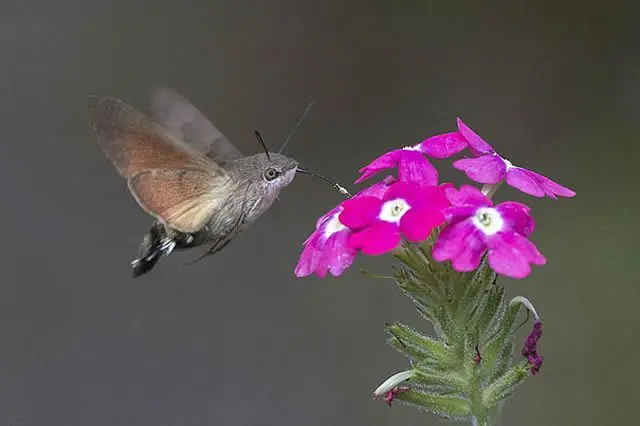 bichos