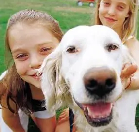 Como evitar o actuar ante el ataque de un perro mega info.