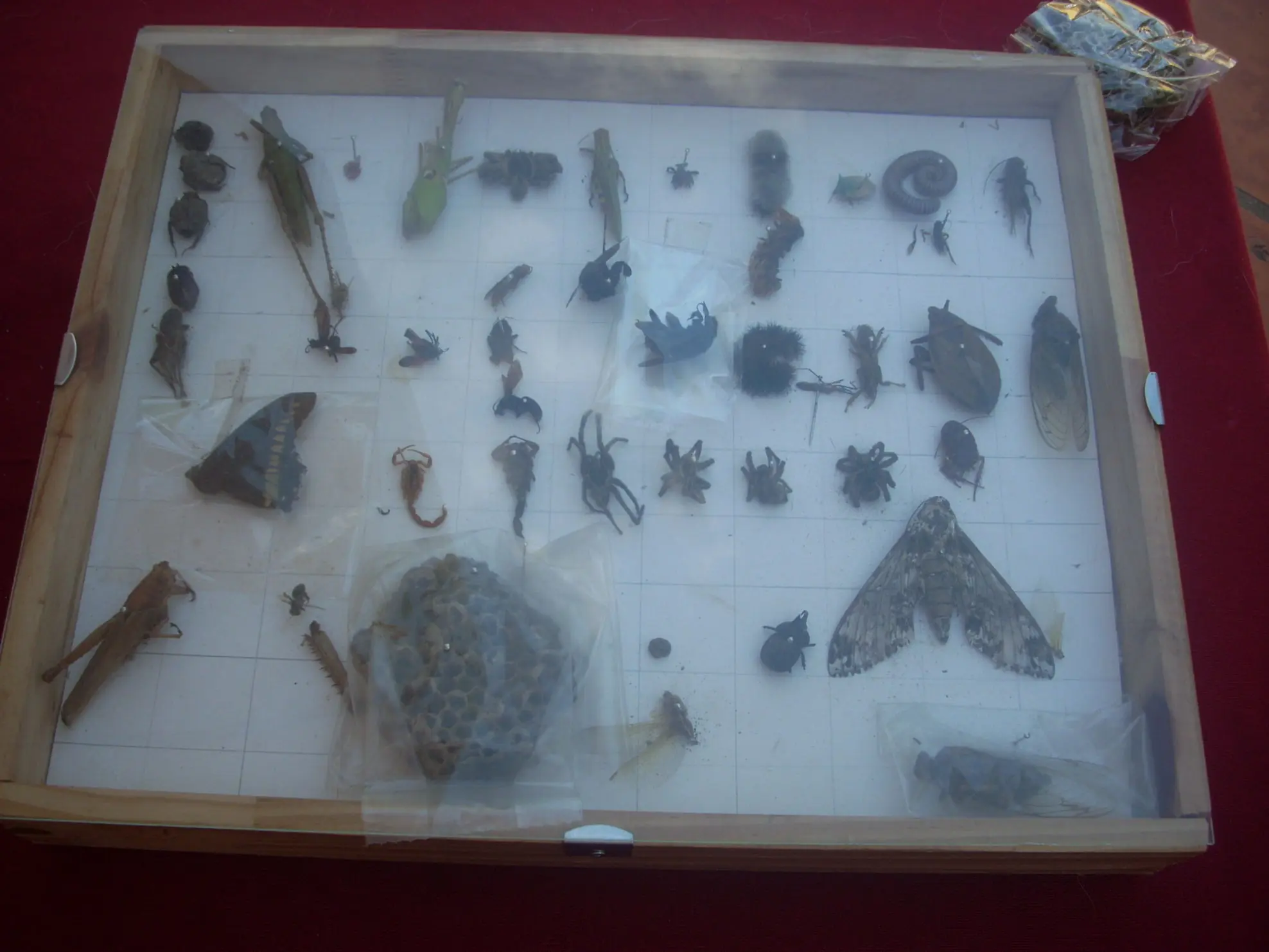 Mi Insectario (Fotos Propias)