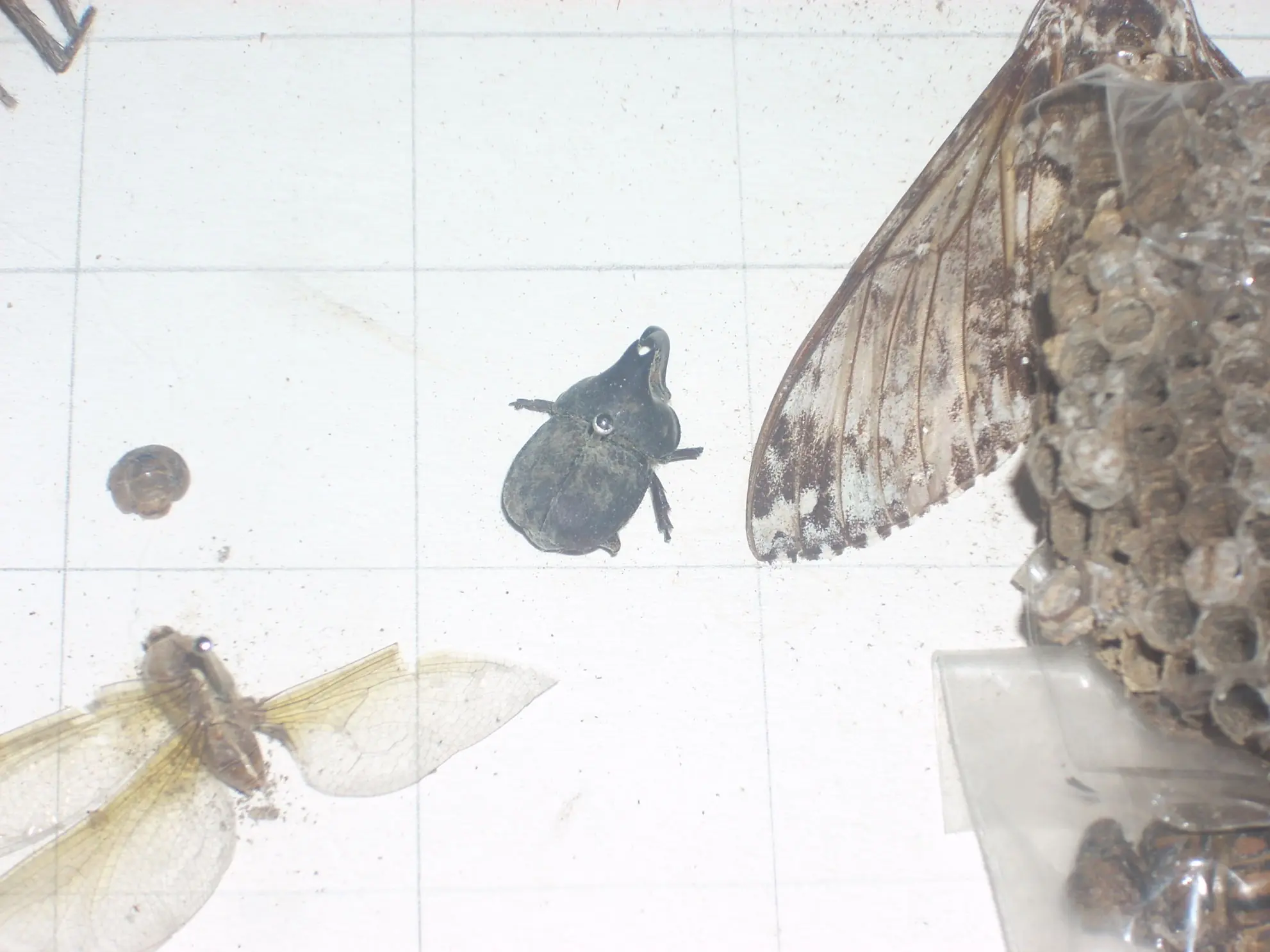 Mi Insectario (Fotos Propias)