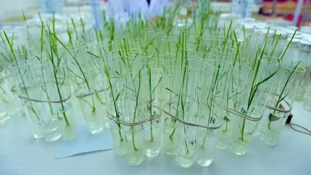 Una empresa de EE.UU. distribuyó arroz transgénico ilegal