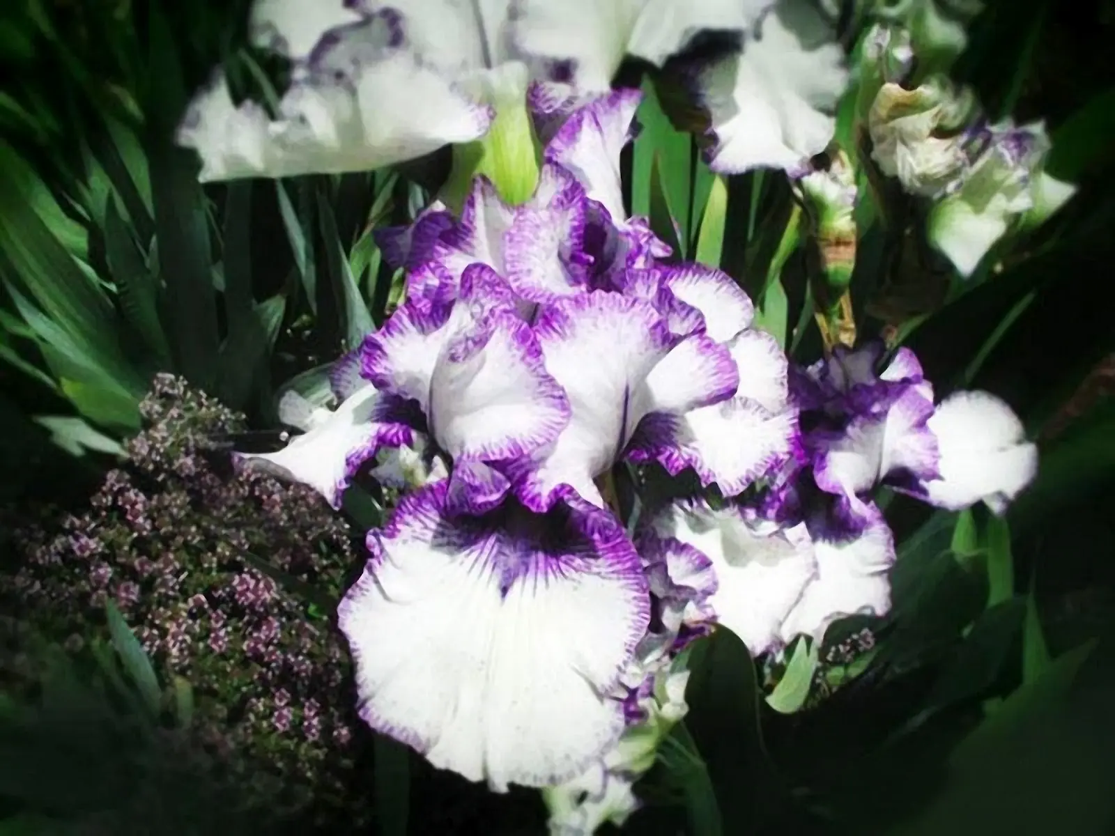 flores