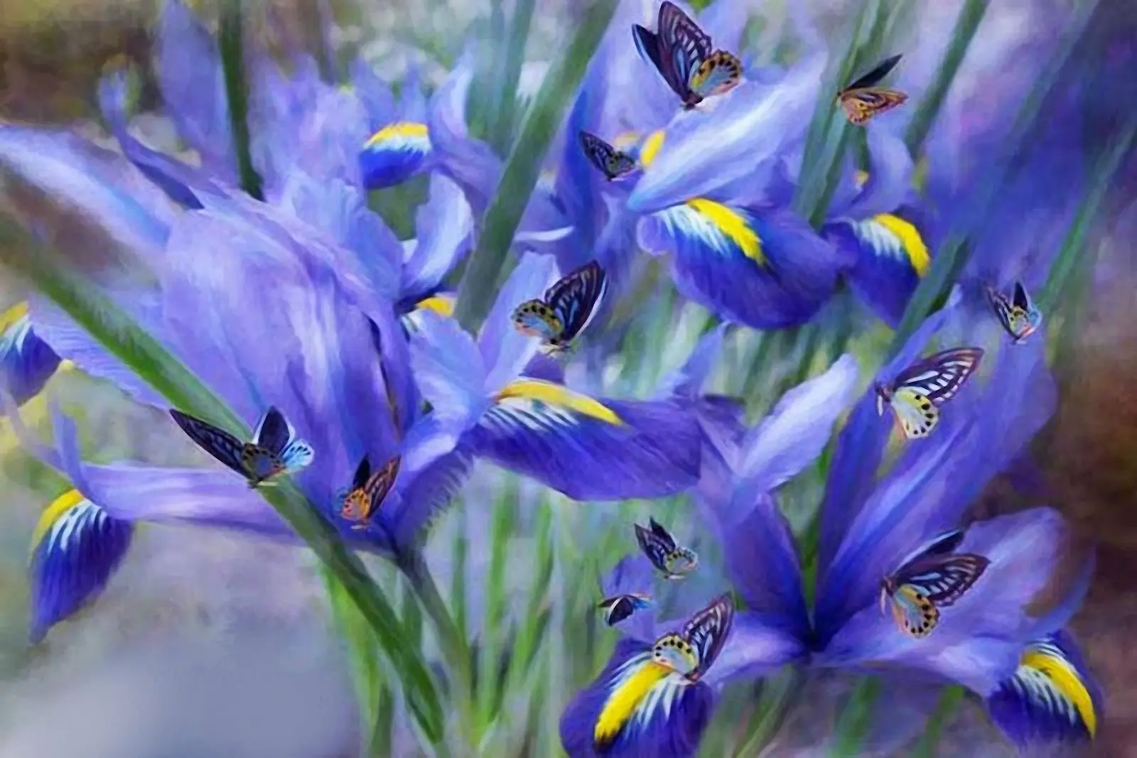 flores