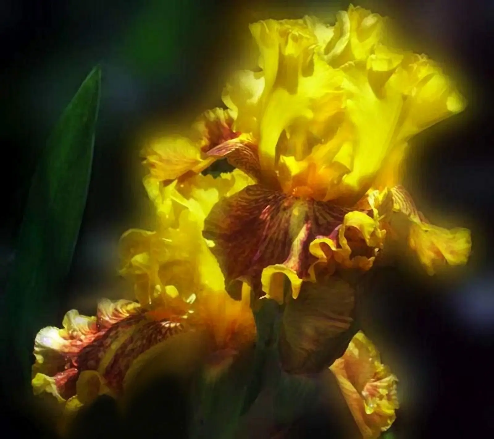 flores