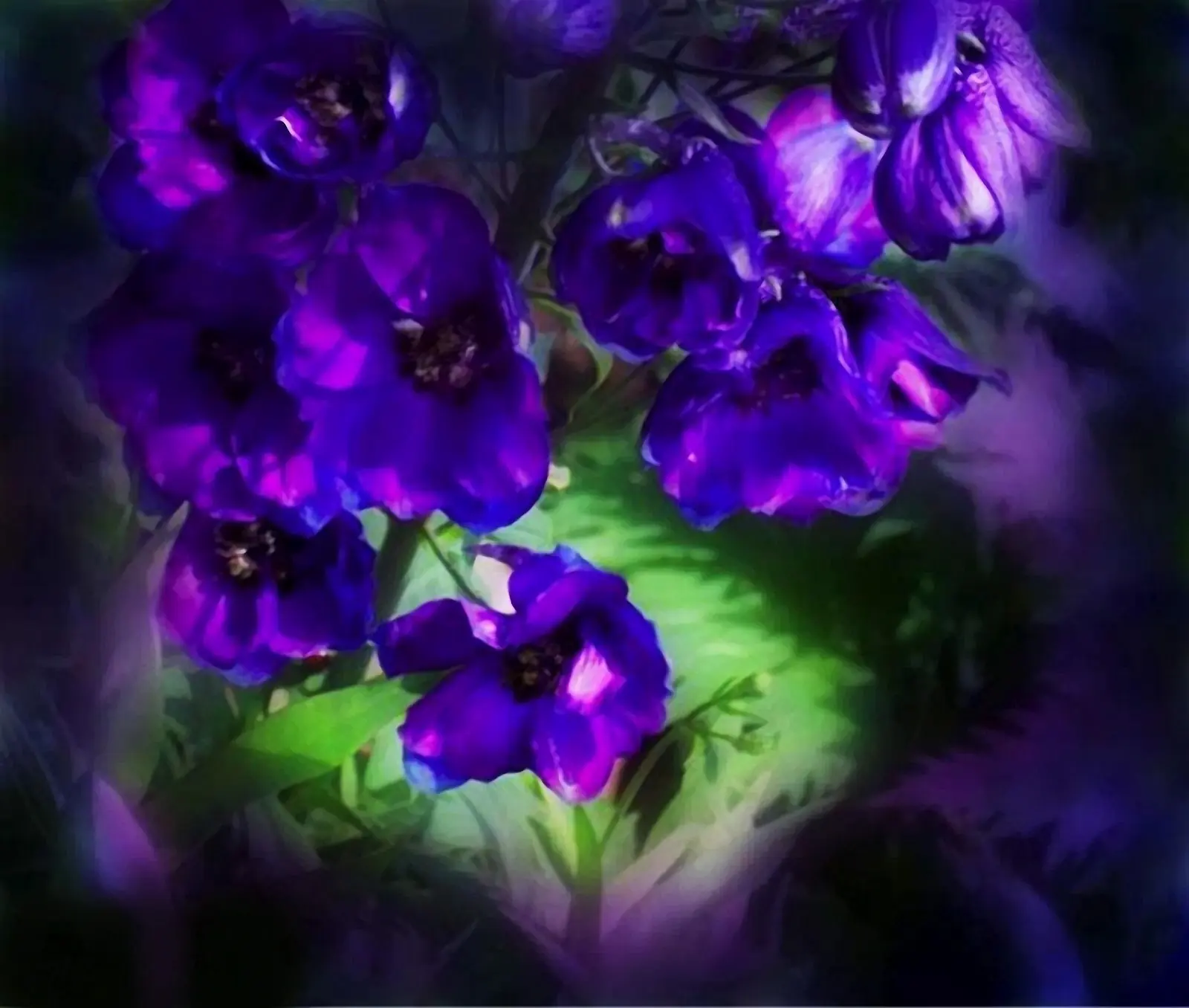 flores