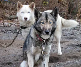 canino