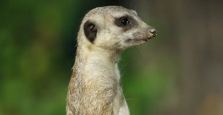 [Distro Linux] Suricata 1.4 Beta 2