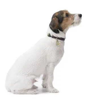 Cuentos Budistas [Reflexión]