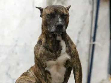 No demostrar miedo ante una agresividad canina.