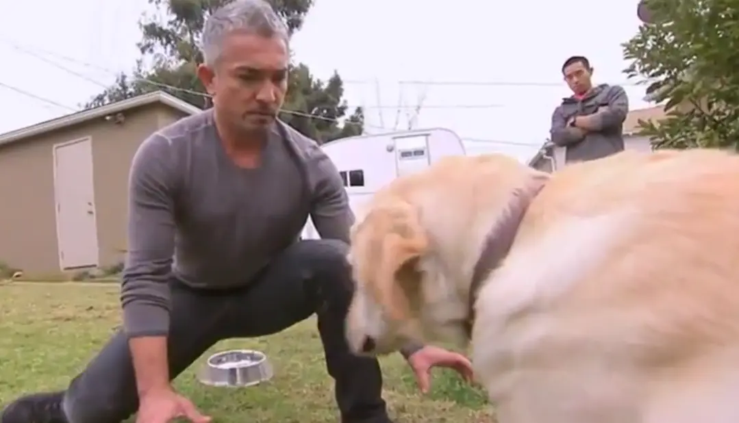 perros