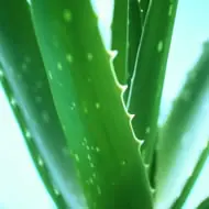 Desmintiendo el post:desmintiendo el top post de el cancer t