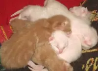 Cuidar 1 gatito recien nacido