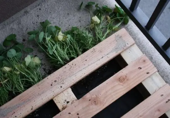 Como hacer un jardín vertical con un palet