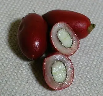 comida