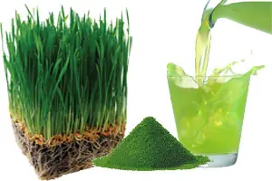 wheatgrass