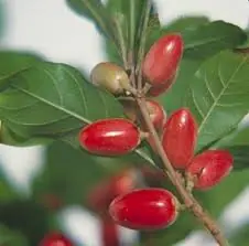 La 'fruta milagrosa', synsepalum dulcificum