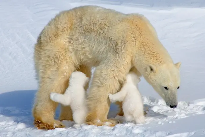 El Oso Polar [Peligro de Extinción] - Salvemos el Planeta!