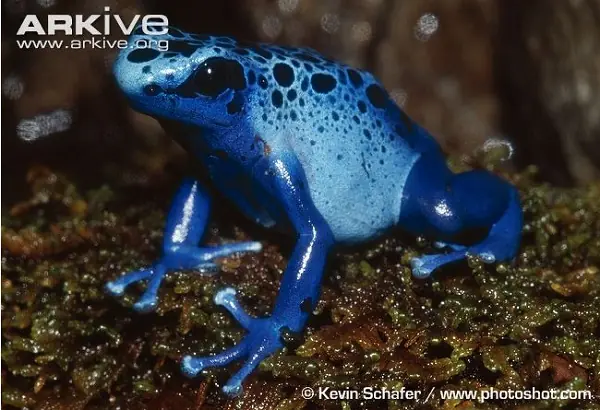 curiosidad del mundo