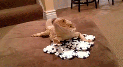 animal