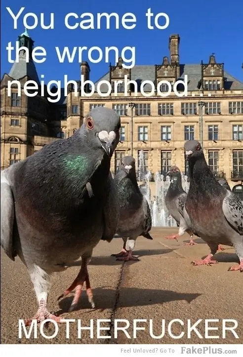 [Humor] You Came To The Wrong Neighborhood.