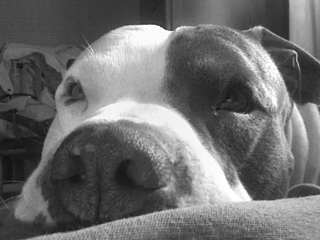 Historia De Un Perro [Cuento Propio]