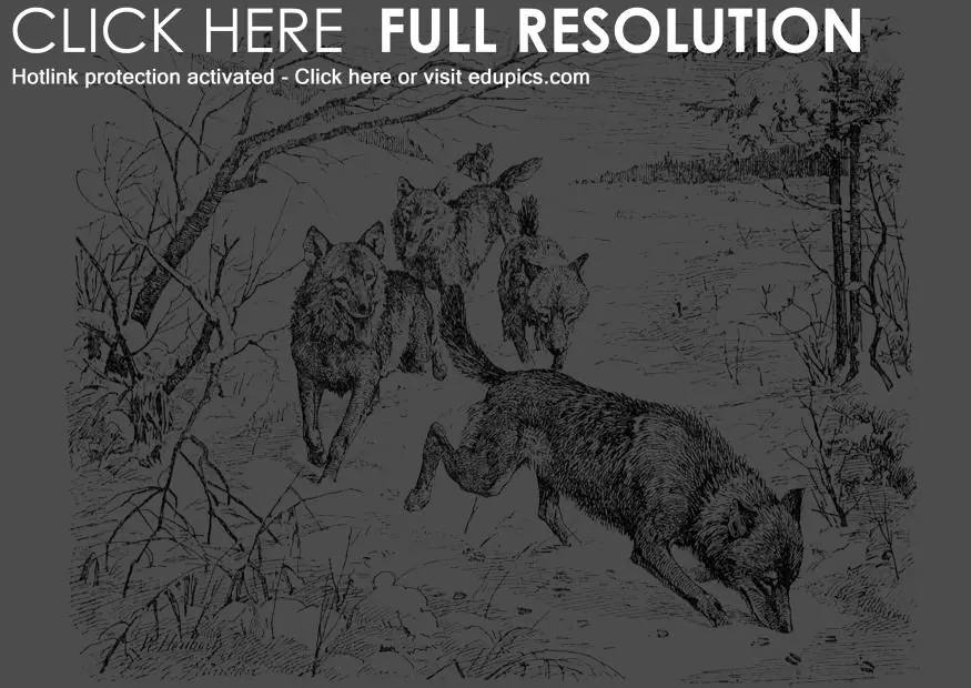 Dibuja un lobo  (Nvl 1)