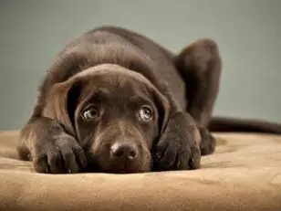 ¿Como afecta la pirotecnia a los perros?