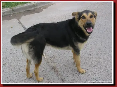 perro
