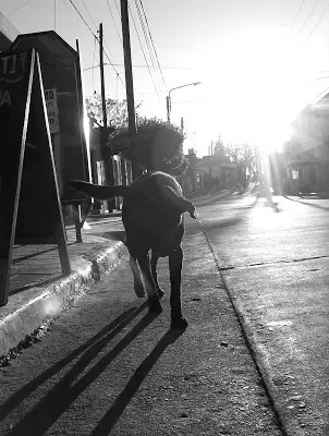 dog
