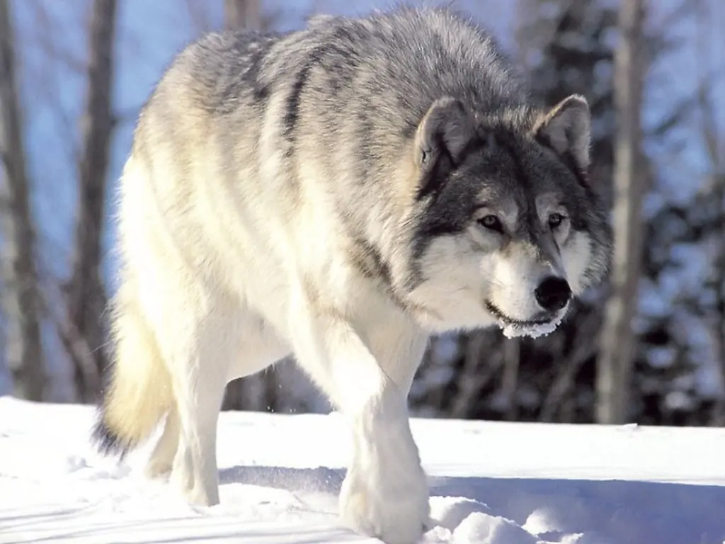 defender a los animales