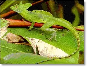 anolis