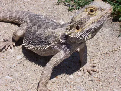 iguana