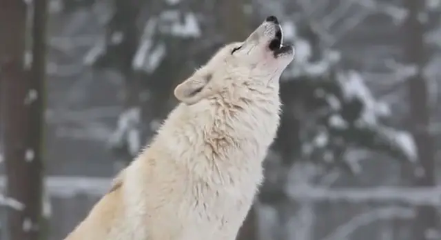 lobos