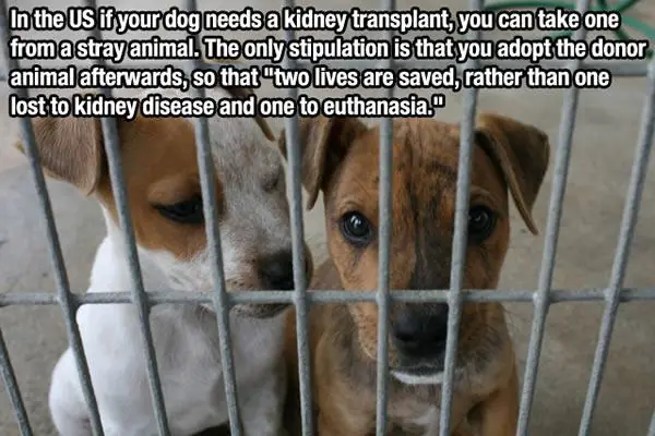 15 datos sorprendentes