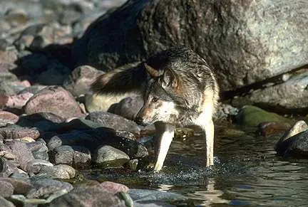 Animales