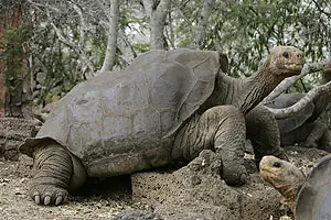 Encuentra huevo de la ultima tortuga gigante de las galapago