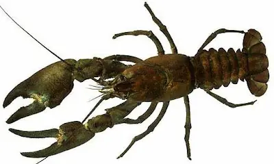 Cómo criar un cangrejo de río