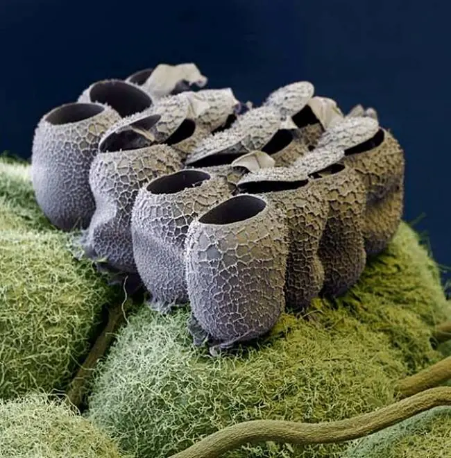 microscopio