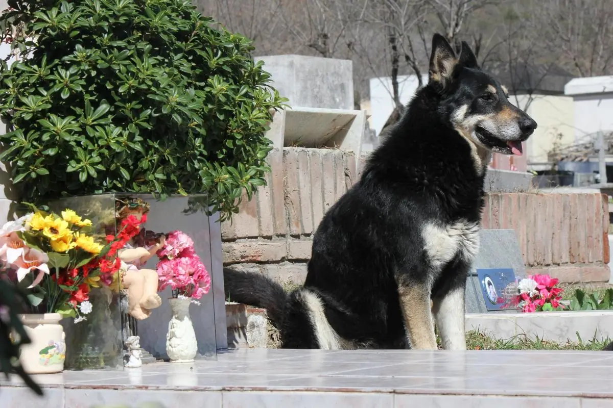 perro