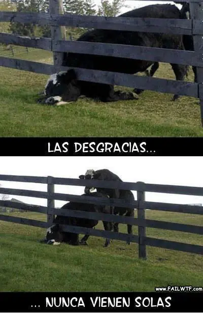 imagenes memes y gifs graciosos
