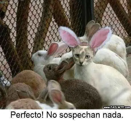 imagenes memes y gifs graciosos