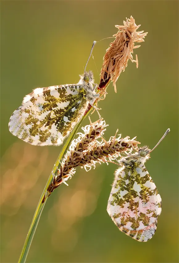 Mariposas...Arte en la naturaleza
