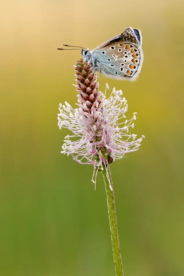 mariposas