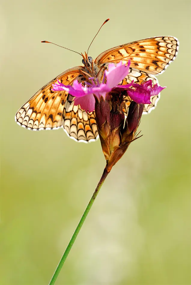 Mariposas...Arte en la naturaleza