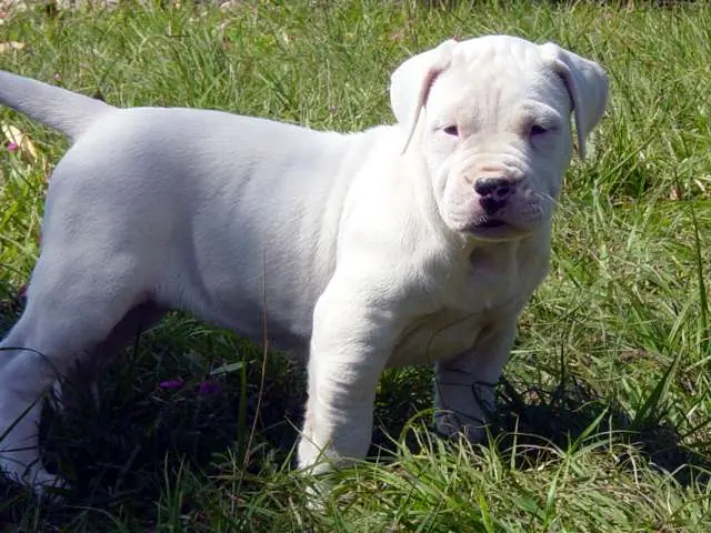 dogo