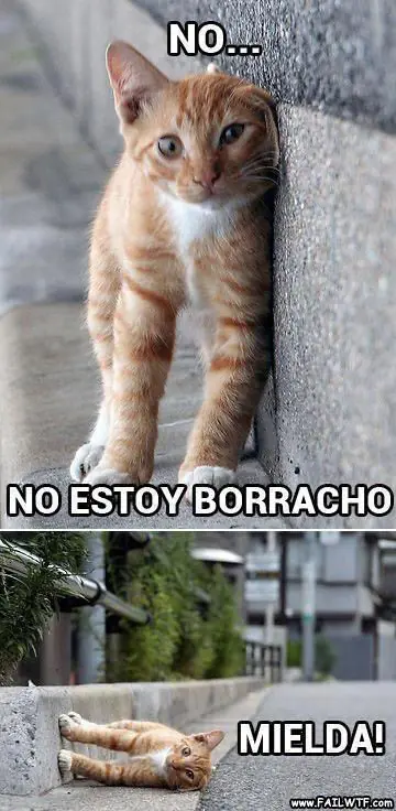 taringa