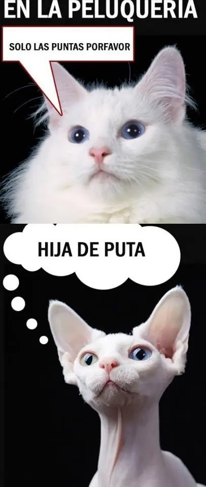 Gifs
